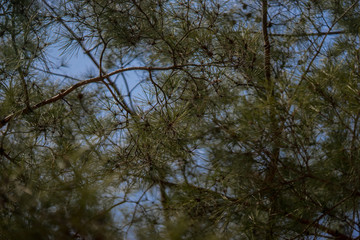 Obraz premium trees and sky