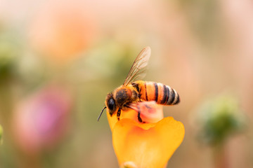Bee on pink and yellow flower on the yard 