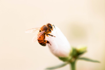 Bee on flower