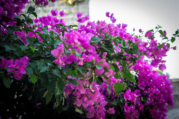 Obraz premium Colorful shrubs with bright flowers cascading over a limestone fort wall in the Rhodes old town. Bounganvilea