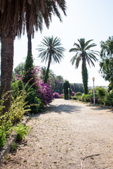 palm tree, date palm in Rhodes town in Greece