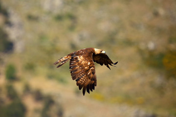 The golden eagle (Aquila chrysaetos) flying over the rock. Male golden eagle flying in the Spanish mountains.