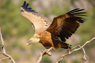 The griffon vulture (Gyps fulvus) sitting on the branch with colorful background. Vulture with mountains in the background.