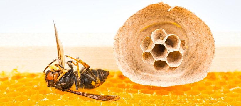 Begin of nest of asian hornet on beehive frame with idead insect on his back
