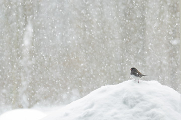 Bird in a snow storm