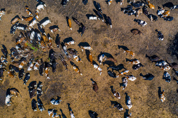 Fototapeta na wymiar Aerial view. Cattle on arid soil. The crisis of agriculture. The global problem of food shortages.