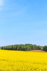 Rapeseed field, Blooming canola flowers. Flowering Bright Yellow Rape in summer.