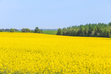 Obraz premium Rapeseed field, Blooming canola flowers. Flowering Bright Yellow Rape in summer.