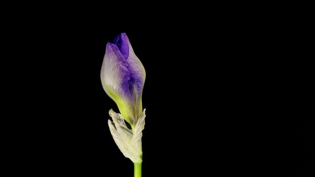 Blue iris or blueflag flower blooming, isolated on black background