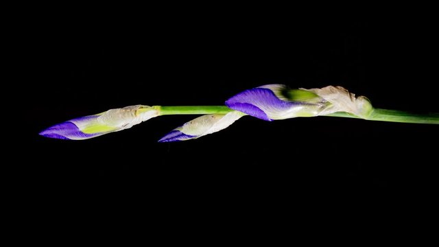 Blue iris or blueflag flower blooming, isolated on black background