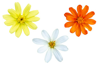 Beautiful flowers with white patterned background