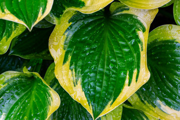 Hosta plants. Green and yellow hosta. Wet hosta leaves. Rain covered leaves.