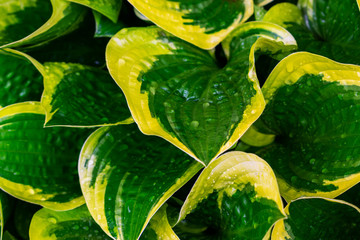 Hosta plants. Green and yellow hosta. Wet hosta leaves. Rain covered leaves.