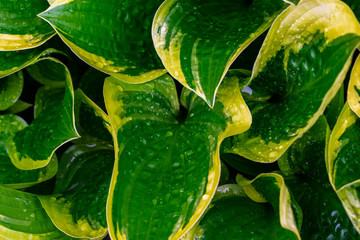 Hosta plants. Green and yellow hosta. Wet hosta leaves. Rain covered leaves.