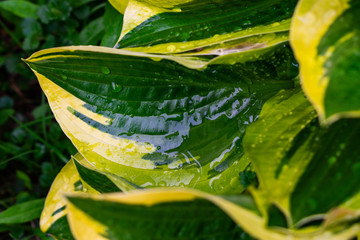 Hosta plants. Green and yellow hosta. Wet hosta leaves. Rain covered leaves.