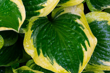 Hosta plants. Green and yellow hosta. Wet hosta leaves. Rain covered leaves.