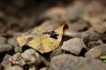 leaf on rock
