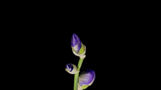 Blue iris or blueflag flower blooming, isolated on black background