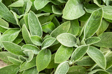 background of green leaves sage