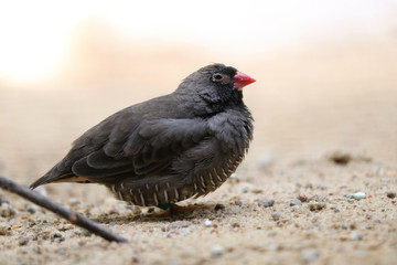 Little red-billed quailfinch ortygospiza gabonensis sitting on the sandy floor