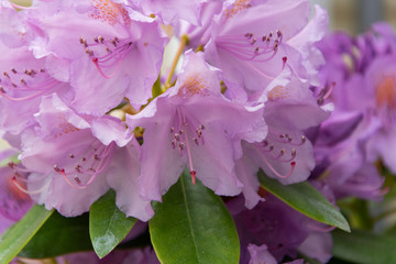 Fototapeta premium Close up view of the delicate violet rhododendron flower