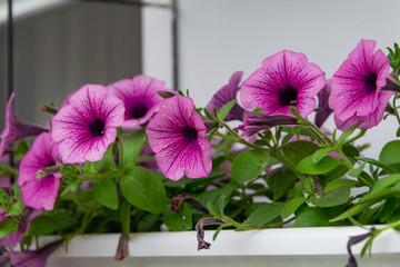 Blossom petunia flowers. Floral  background.