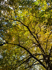 yellow tree in autumn