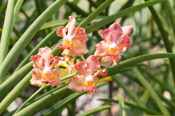 Fragrance orchid flower of Thailand named as Udon Sunshine