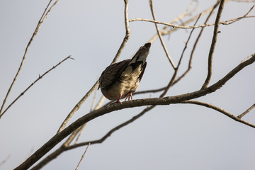 Brown Pigeon sitting on tree