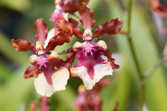 Oncidium Sharry Baby orchid flower