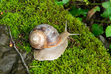 Close up view of a snail on a mossy rock, space for text