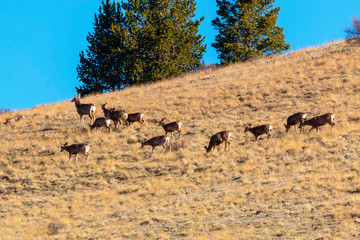 Beautiful Herd of Mule Deer