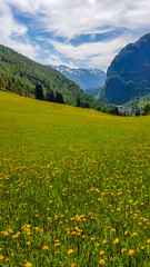 Fototapeta na wymiar A picturesque view on a meadow covered with yellow flowers. Tall mountains in the back. Clear and beautiful day.Meadow at a full blossom. Unspoiled landscape.