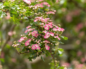 Pink flowering English Midland Hawthorn, Crataegus oxyacantha, laevigata blossom. Medical plant bush.