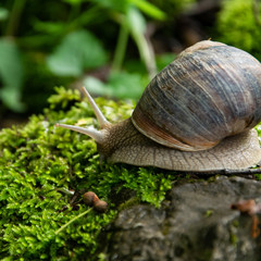 Close up view of a snail on a mossy rock, space for text