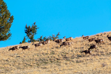 Fototapeta na wymiar Beautiful Herd of Mule Deer