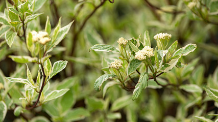 Fototapeta na wymiar Weigela Florida variegata ornamental leaves in summer garden.