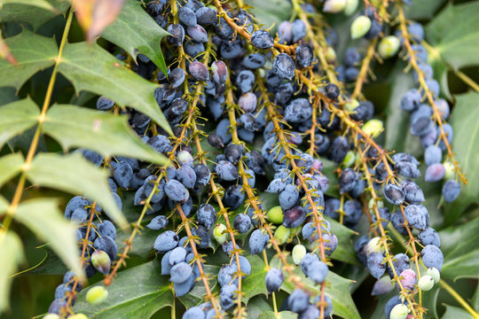 Mahonia aquifolium, Oregon grape berries in garden.