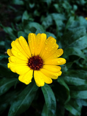 yellow flower in the garden