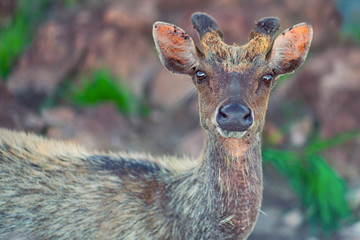 Portrait of a deer on a background of stones and grass. Close up