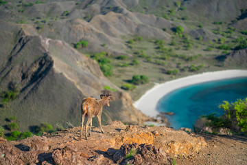Deer stands on the edge of the ledge. In the background there is a view of the valley with a lake