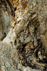 Rough weathered tree bark. Abstract wooden background.