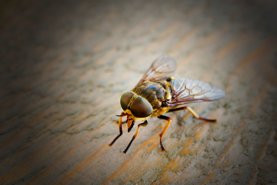 Horsefly, tabanus bromus, close-up