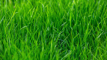 Green grass texture background in summer garden. nature concept.
