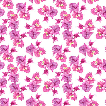 seamless pattern with Bougainvillea flowers