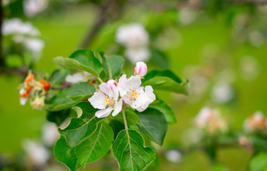 branches of white flowering Apple tree