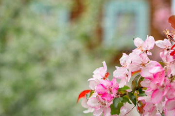 branches of bright pink flowering Apple tree