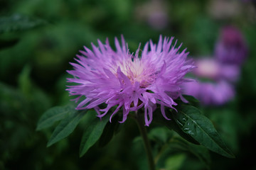 Obraz premium Beautiful flowers bloomed in early summer in the city park.