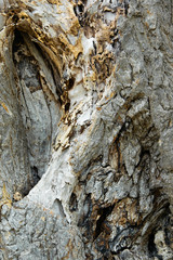 Rough weathered tree bark. Abstract wooden background.