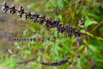 naturaleza, fábrica, flor, verde, morada, árbol, huerta, flora, primavera, verano, hojas, nativo, azul, flor, bosque, otoñal, lavandula, baya, florecer, close-up, macro, fruta, blanco, brezo, florecer